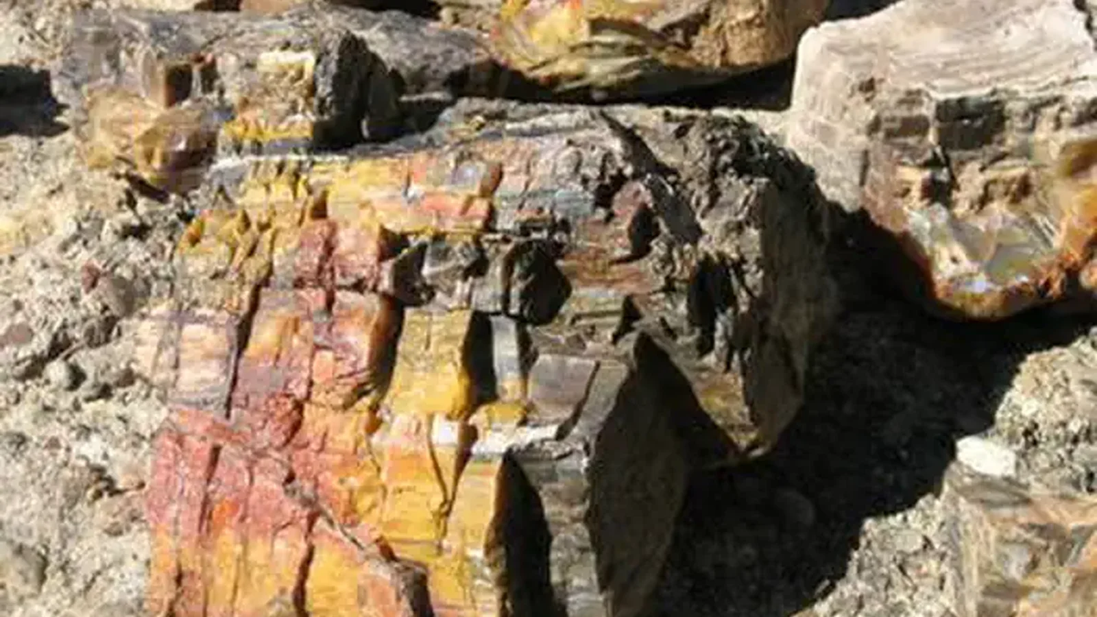 Petrified Wood