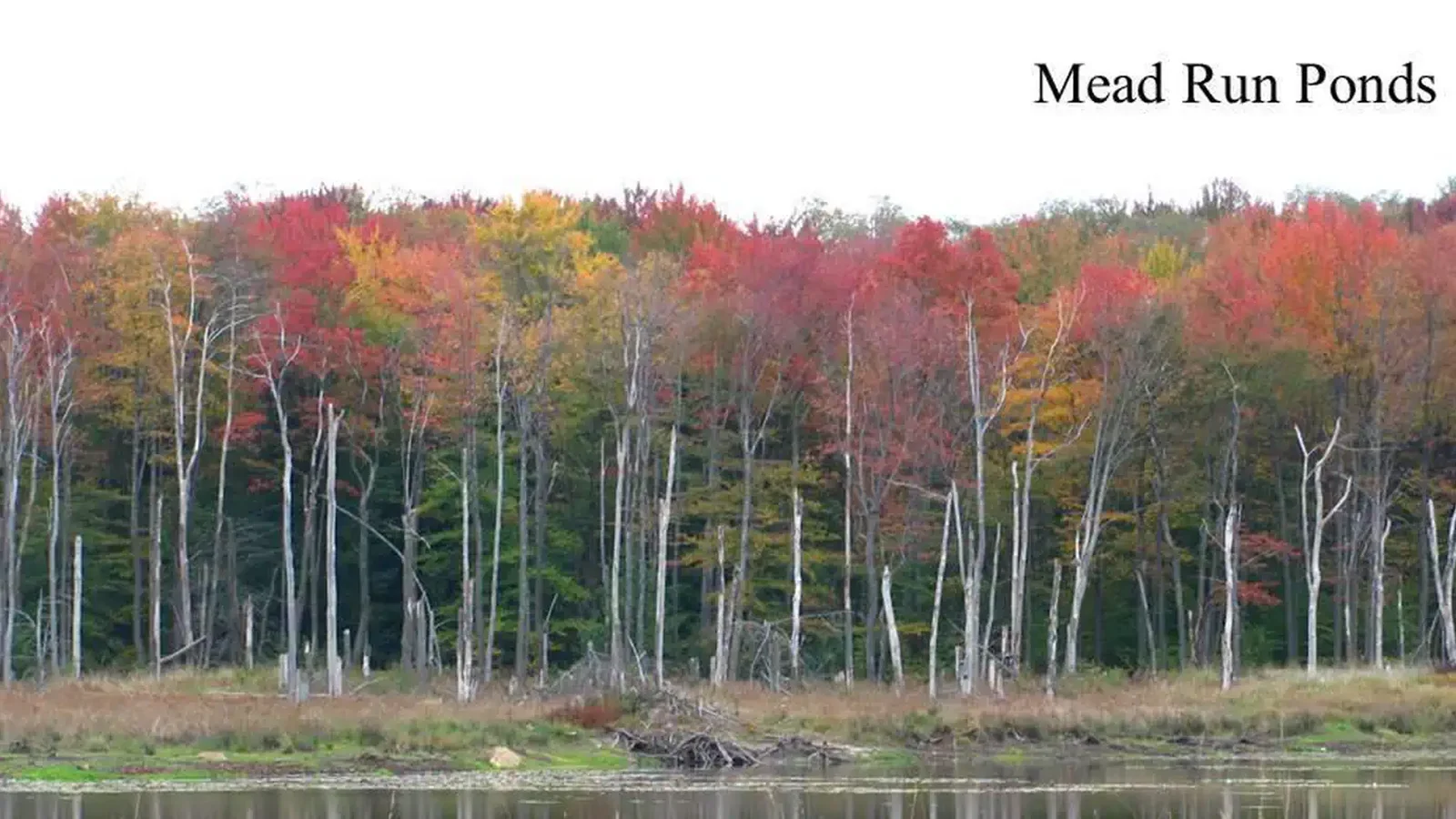 Mead Run Ponds