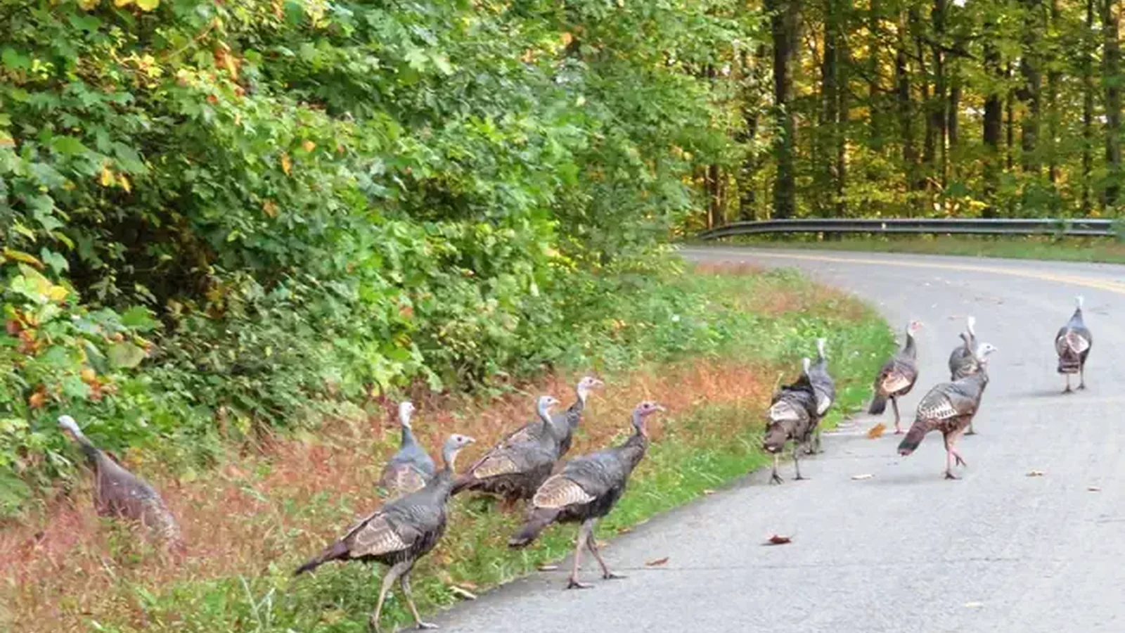 Wild Turkeys on roadway