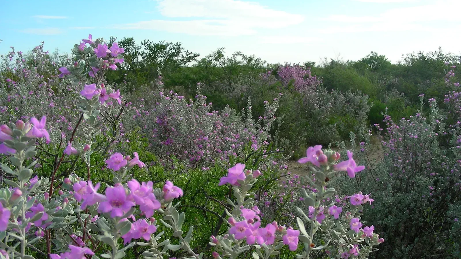 Cenizo (Leucophyllum frutescens) aka "purple sage" in bloom