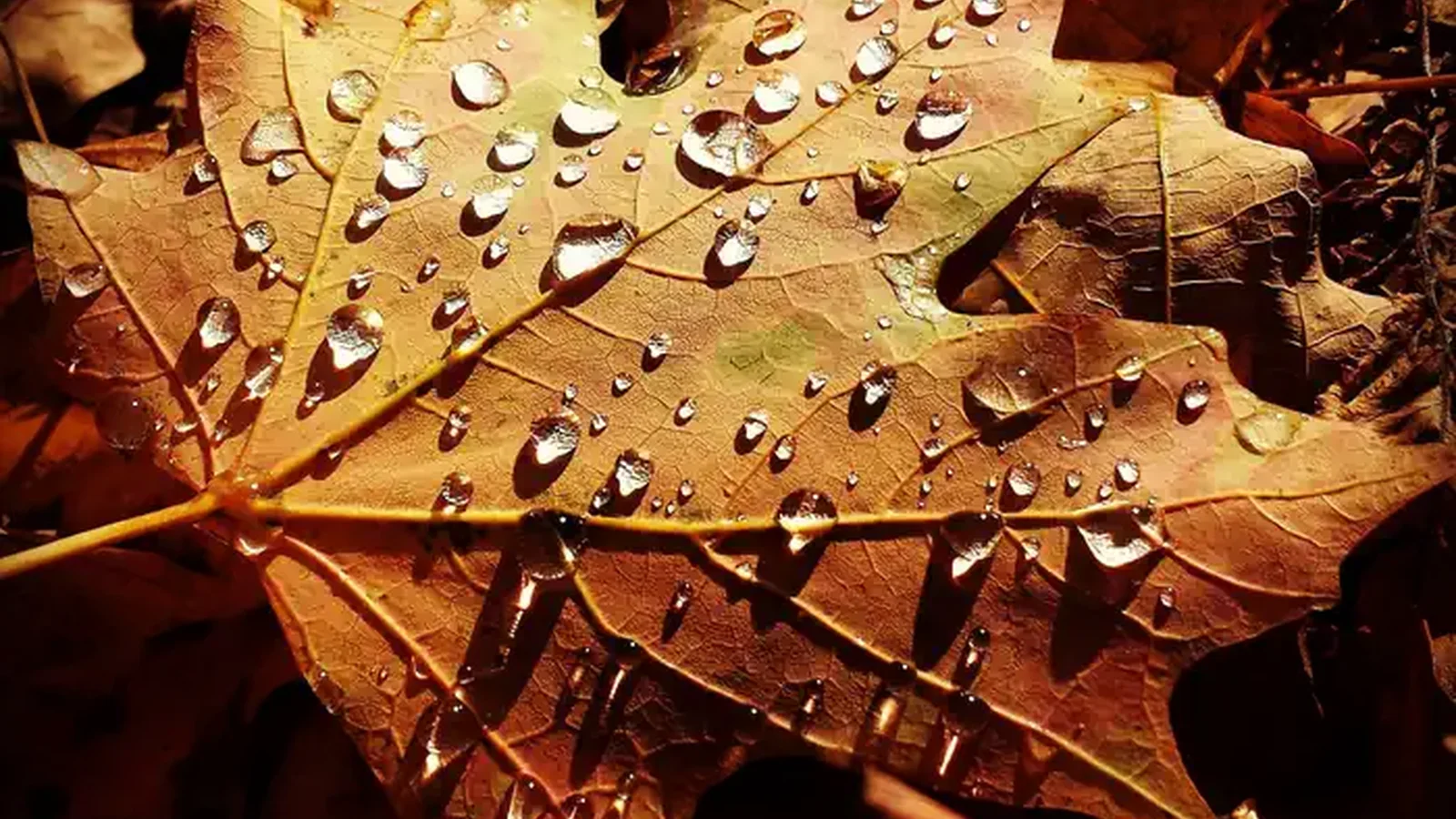 Maple leaf with water drops