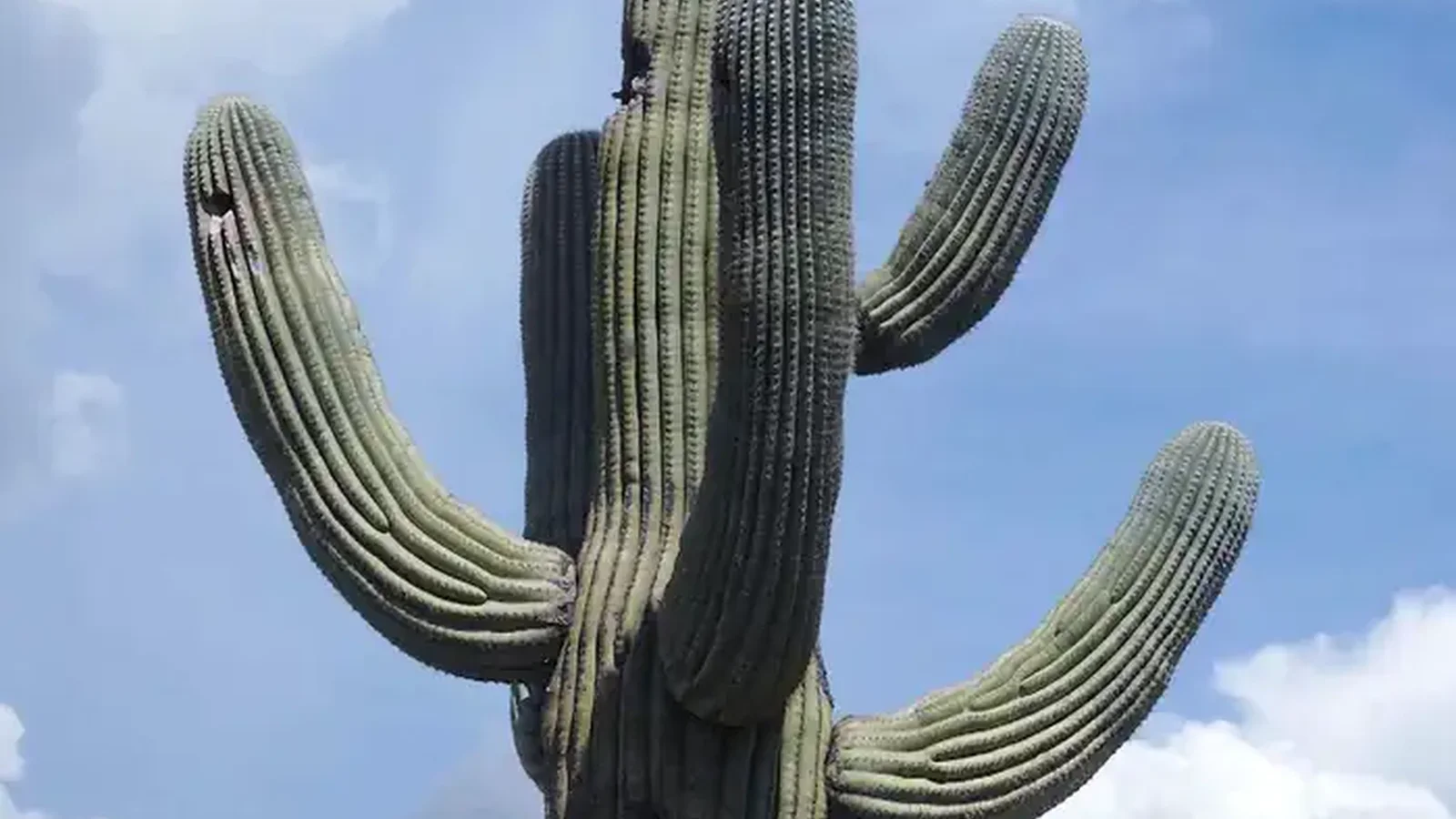 A Giant Saguaro Cactus