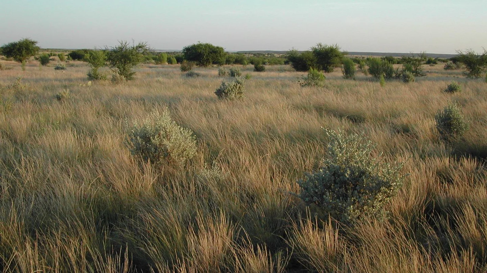 Grasses, cenizo bushes, and huisache trees catch morning sunlight along Spur 454 near the San Pedro campground.