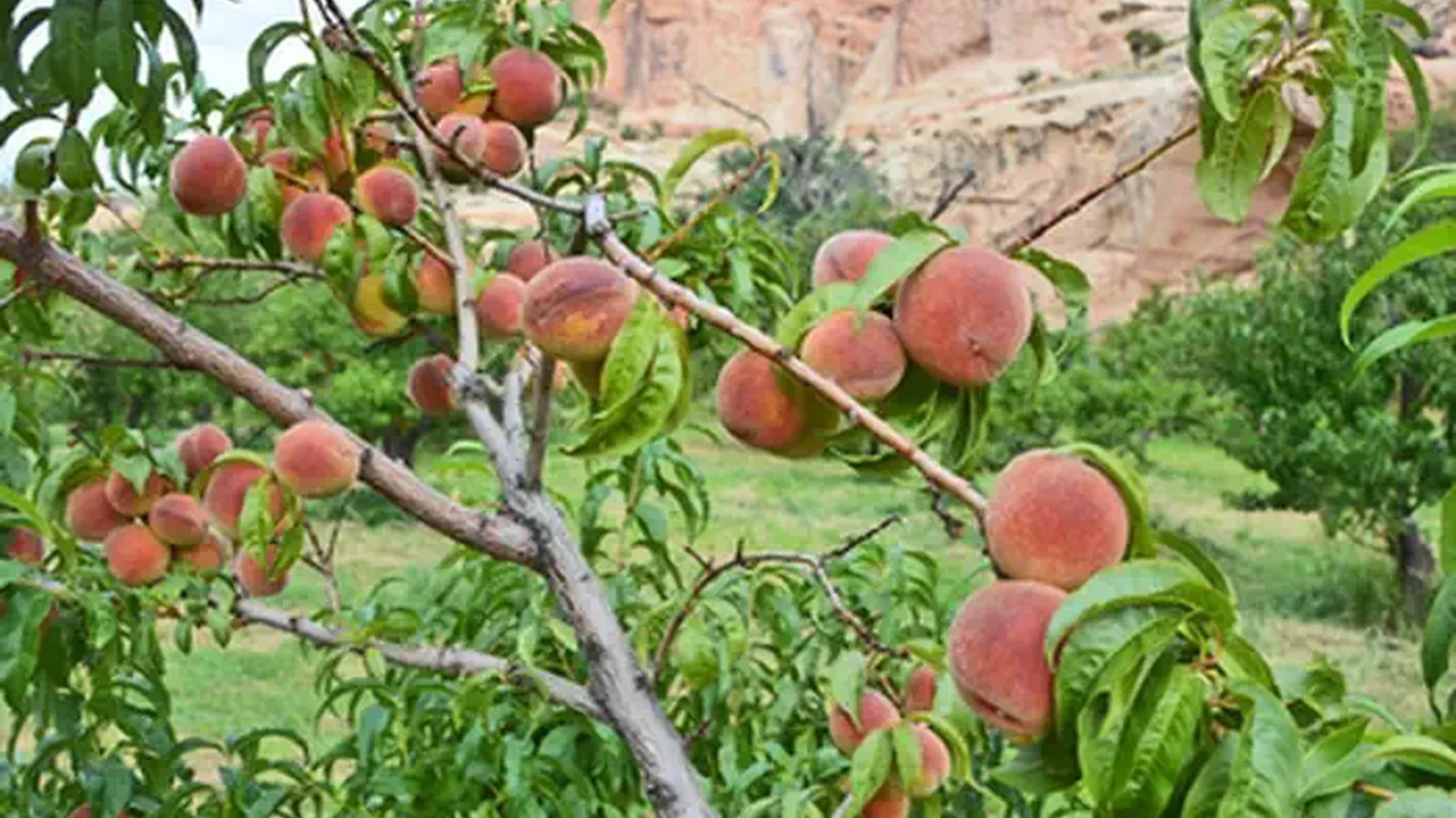 A tree with bright green leaves and round orange fruit are in focus. Orange-brown cliffs are in the background.
