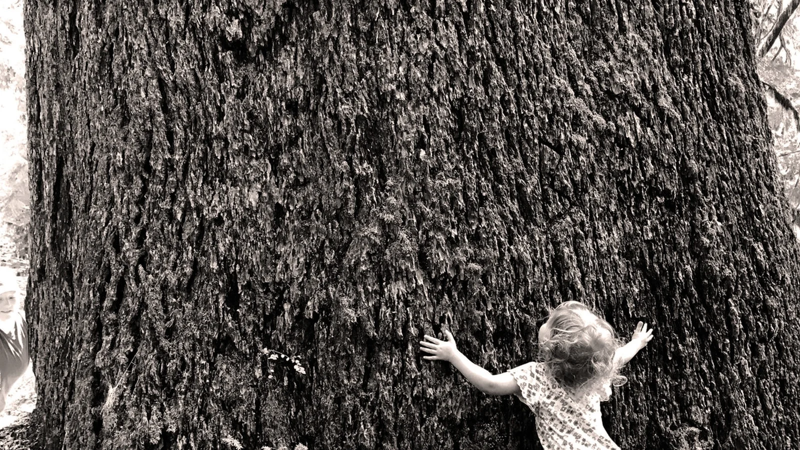 A child hugs a tree in the Valley of the Giants.
