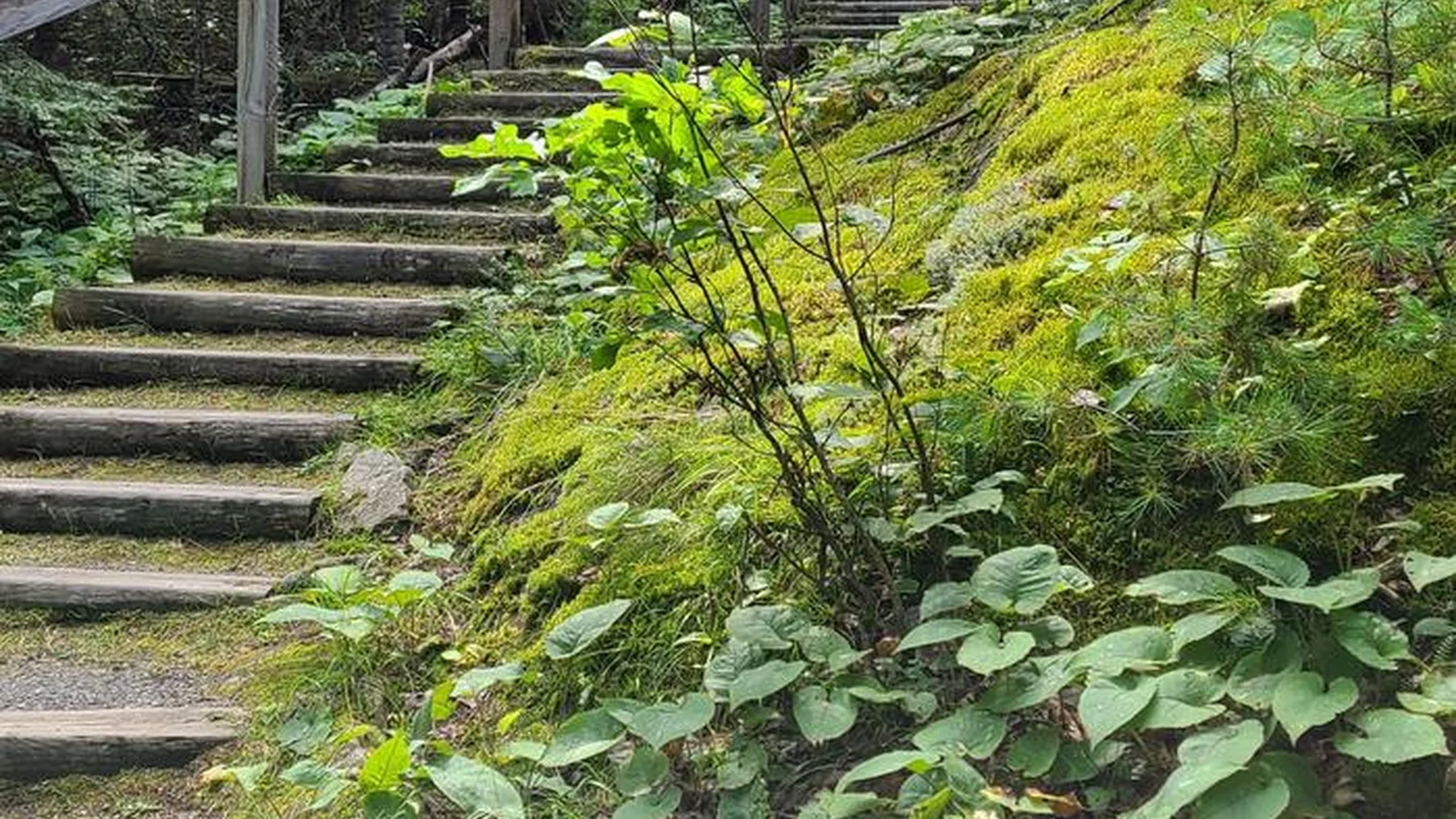 A wooden staircase winds through the forest at Kettle Falls.