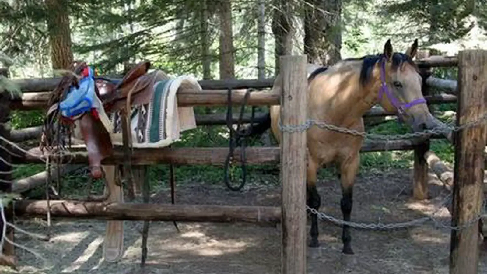 Saddle on corral railing in front of buckskin horse with purple halter looking  toward camera.