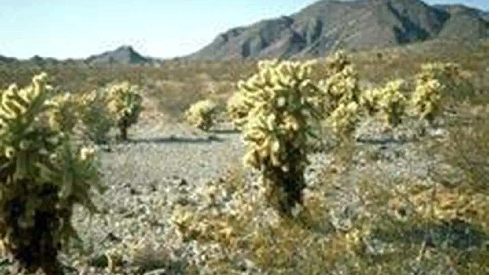 Bigelow Cholla Garden Wilderness