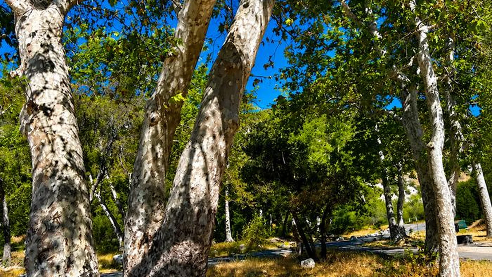 Sycamore trees at campground