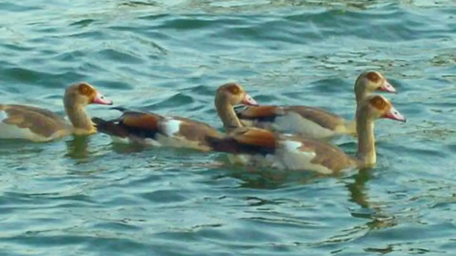 Ducks in a Row