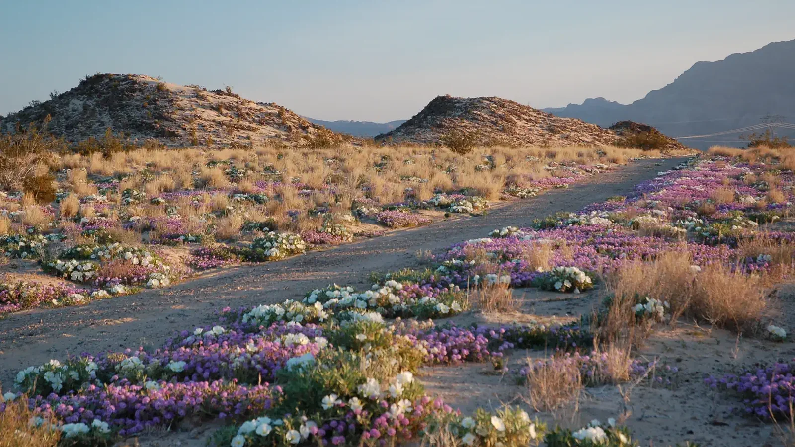 A desert road surrounded by spring wildflowers