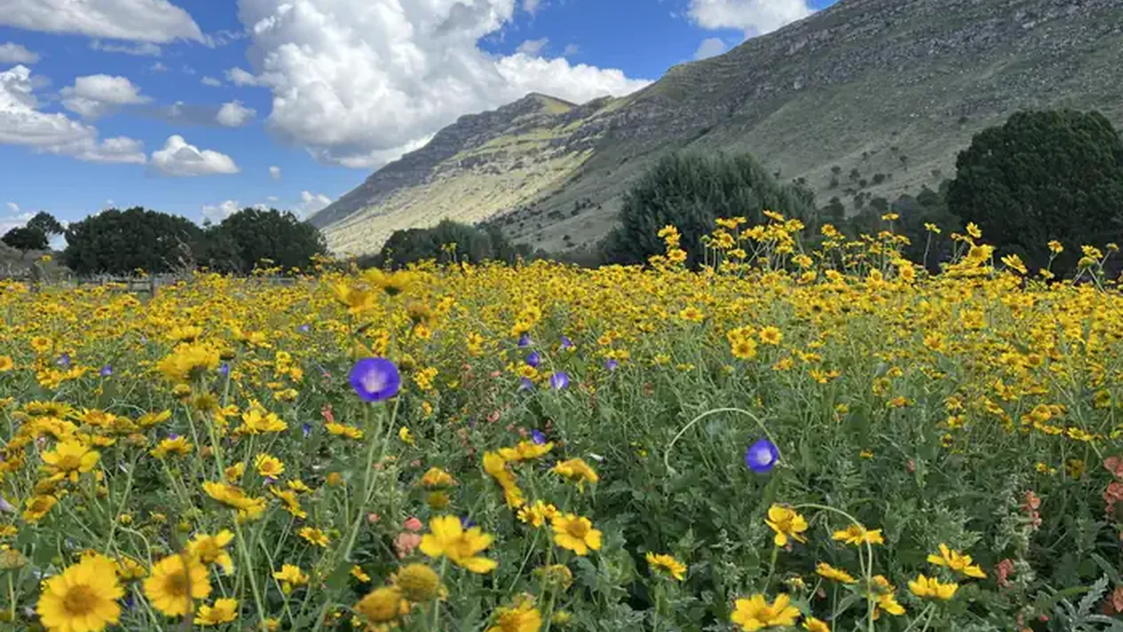 A field of summer wildflowers with a backdrop of the Algerita Ridge and a bright blue skies dotted with white clouds.