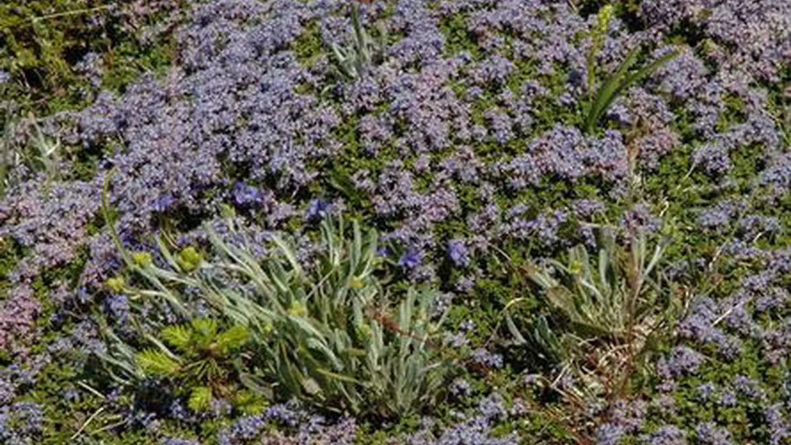 Blue alpine flowers