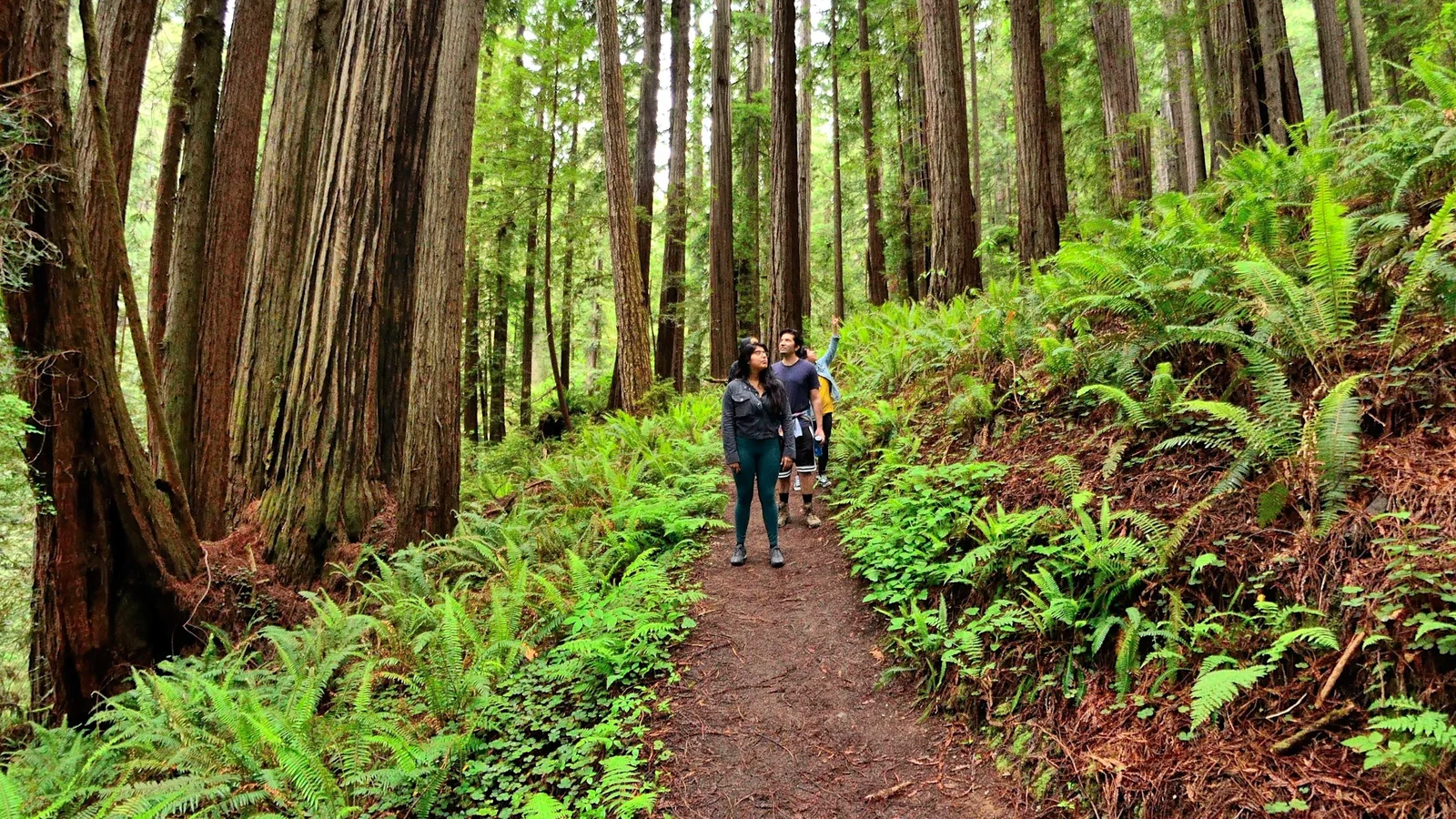 Having fun under the redwoods