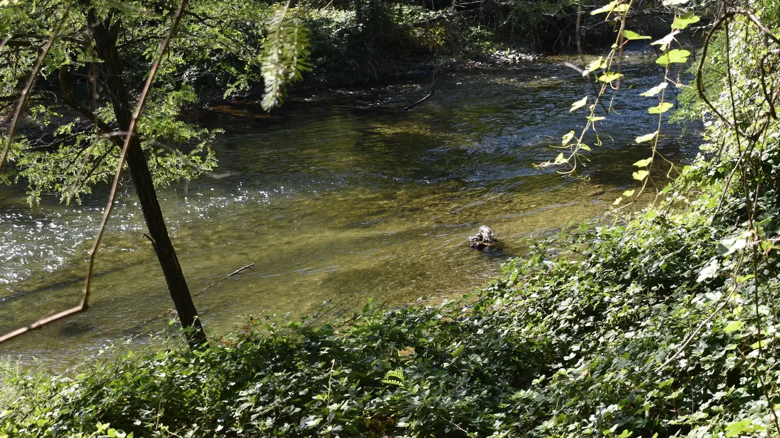 Clear Creek at Peltier Bridge Campground alternate view