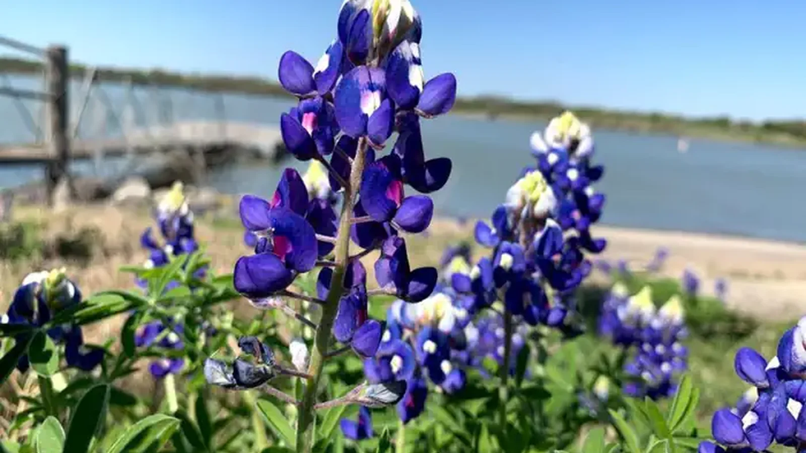 Navarro Mills Lake bluebonnets