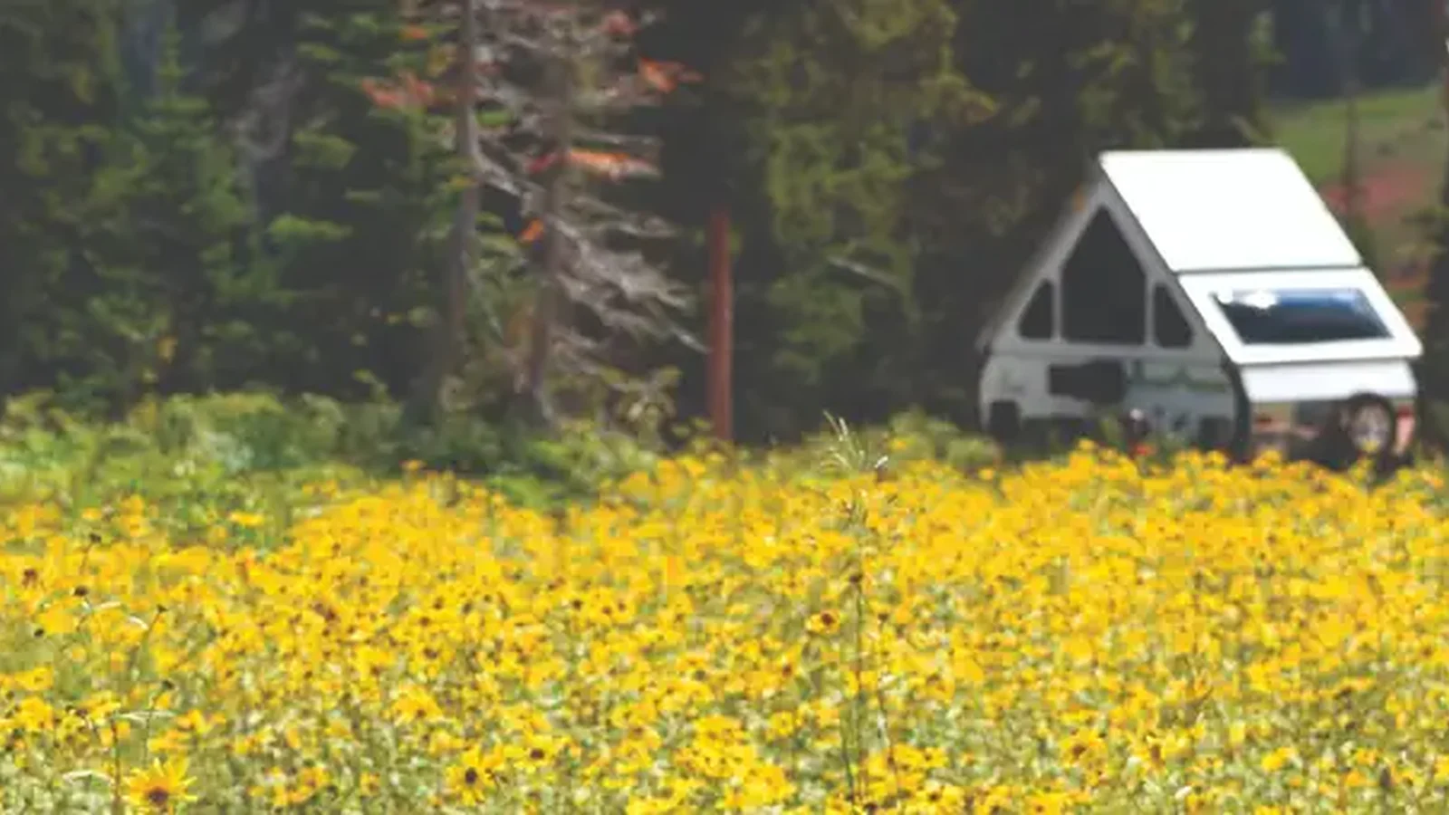 Meadow of yellow flowers and a triangle shaped camper trailer.