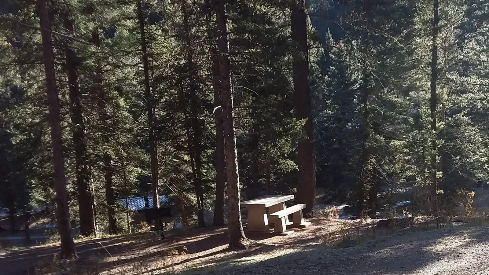 Campsite forest view of dense trees.
