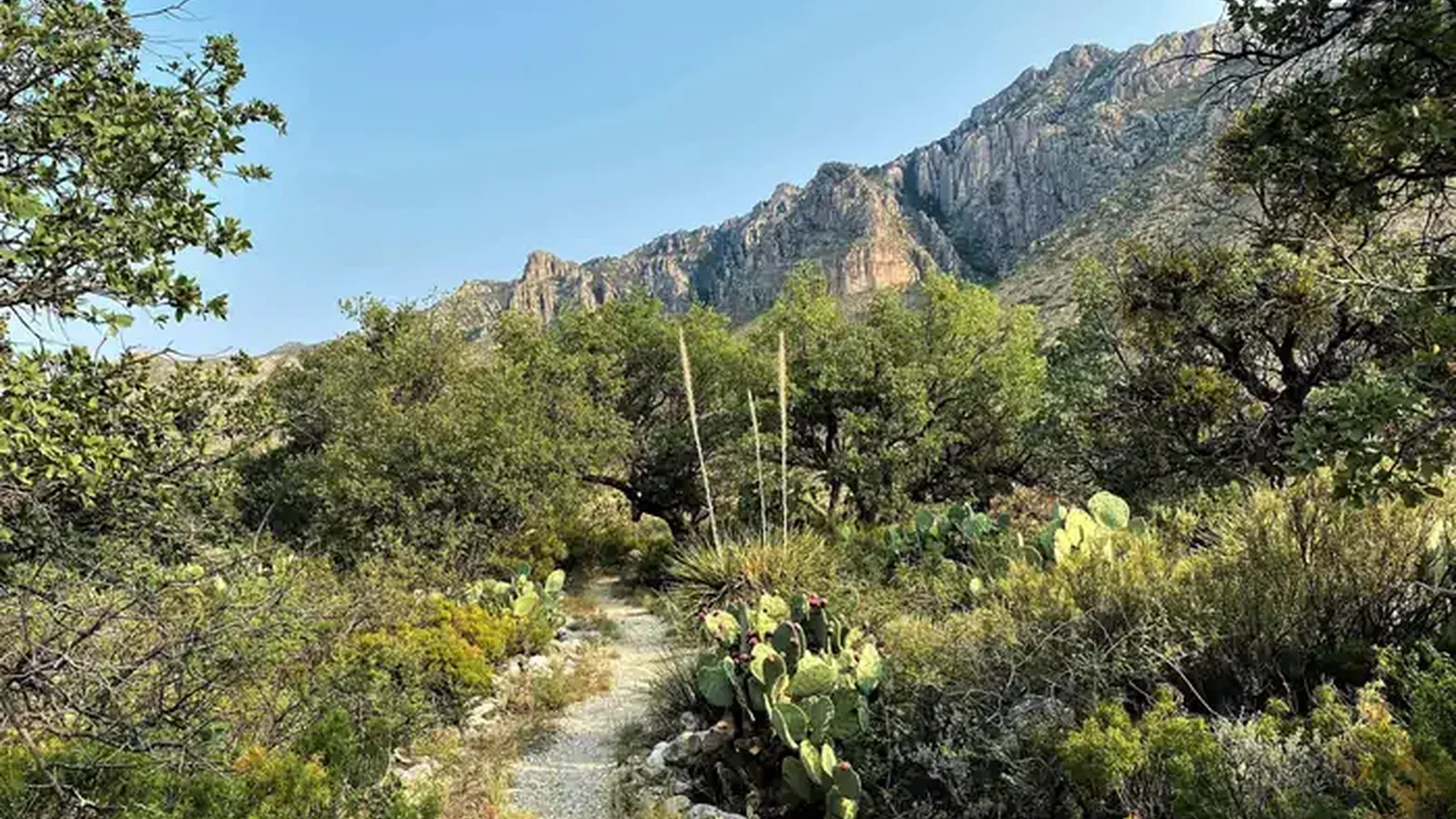 View of Guadalupe Mountain range from campsite number one with prickly pear, sotol, and oak trees along the trail winding it way toward the parking area.