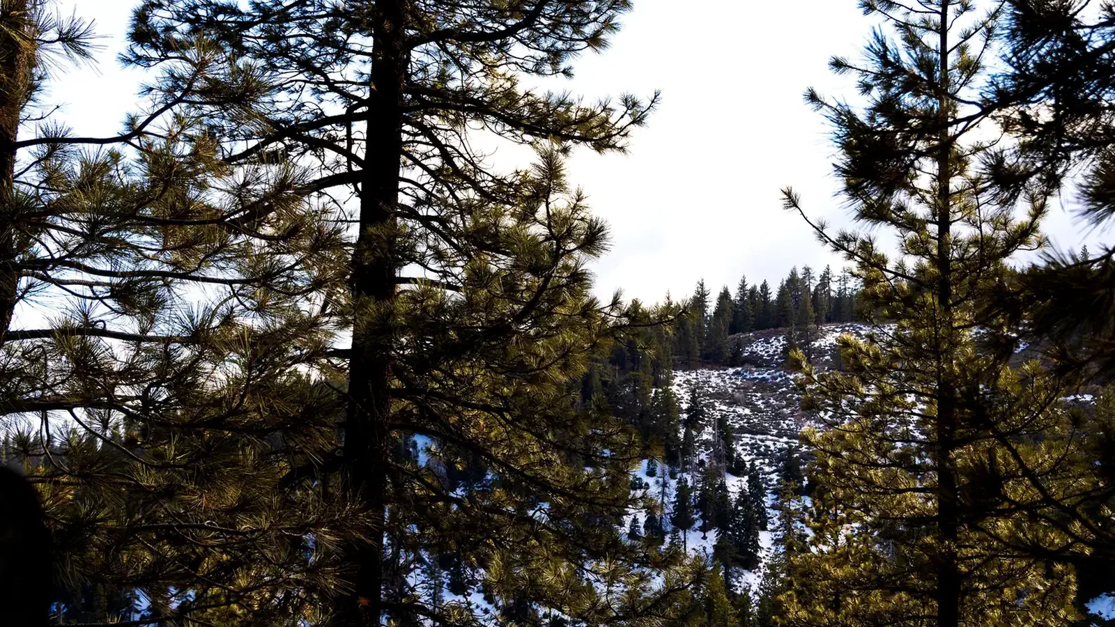 McGill Campground 2