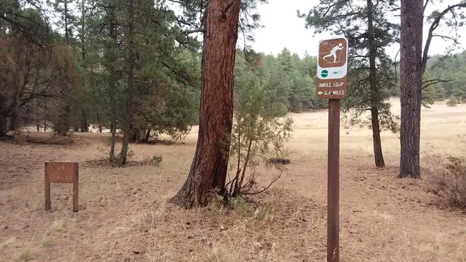 Amole Loop Sign
