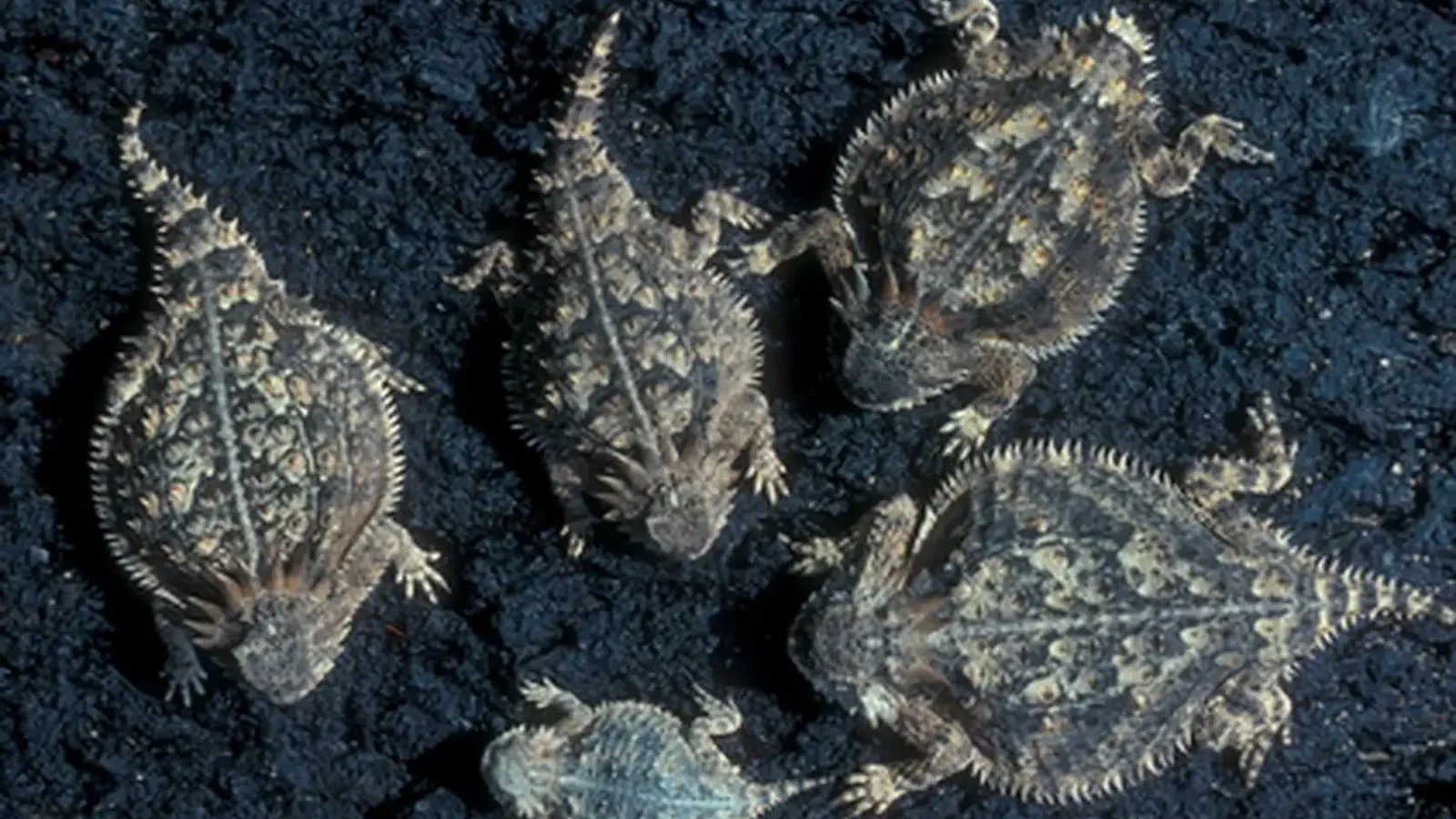 Group of Regal Horned Lizards