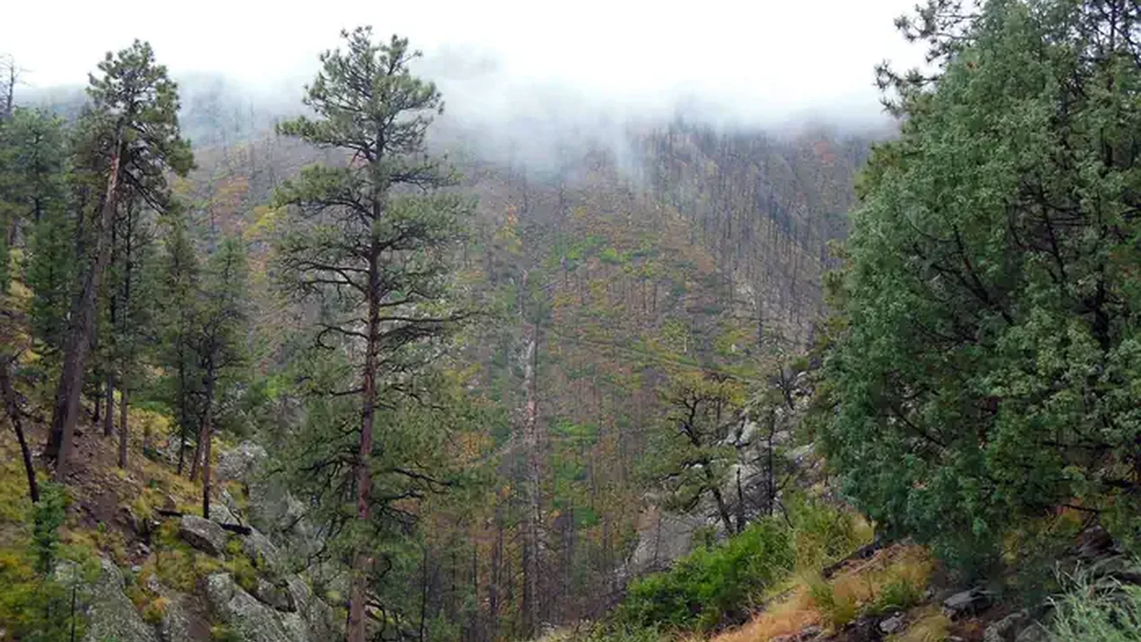 View of a tree covered mountainside with the peak obscured by fog