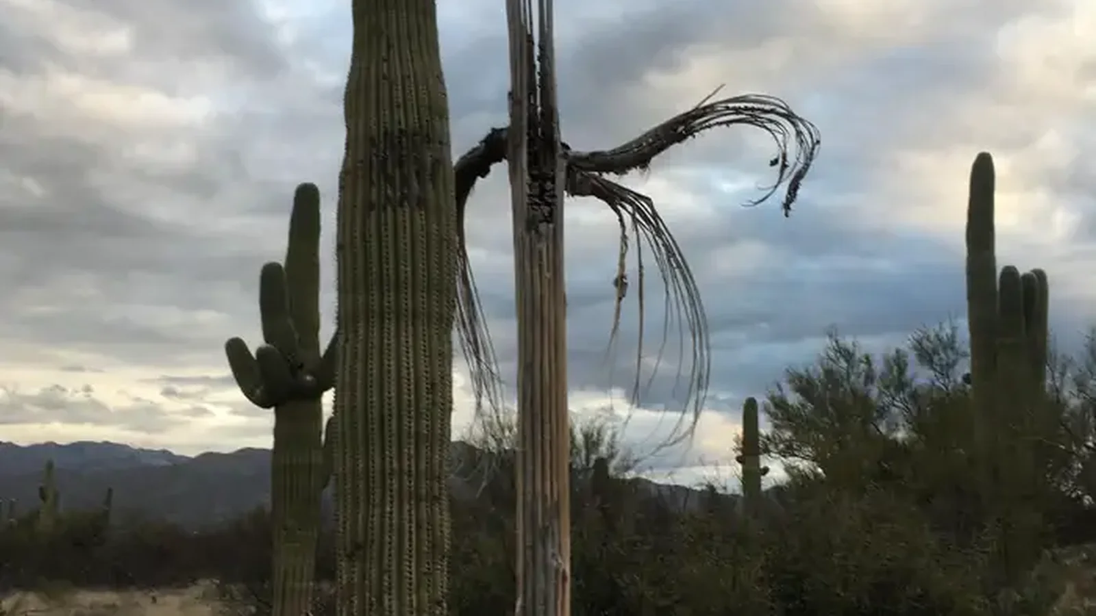 Giant Saguaro cacti watch over the hiking trails in the Saguaro Wilderness Area