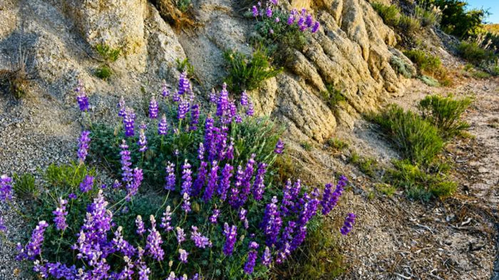 Lupines, wildflowers, forest, mountains