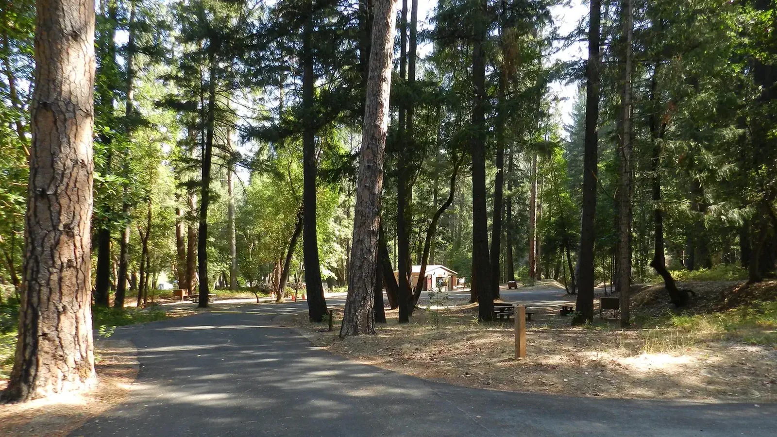 Paved campground road leading into tree lined campsites