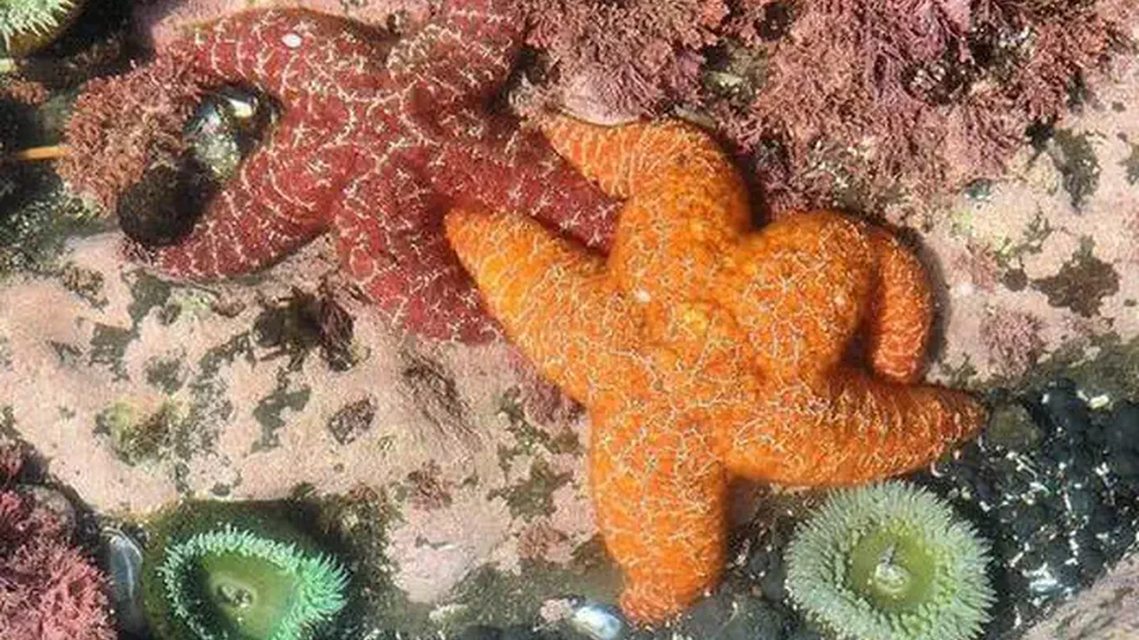 Two sea stars, one red and one orange, with two green anemones.