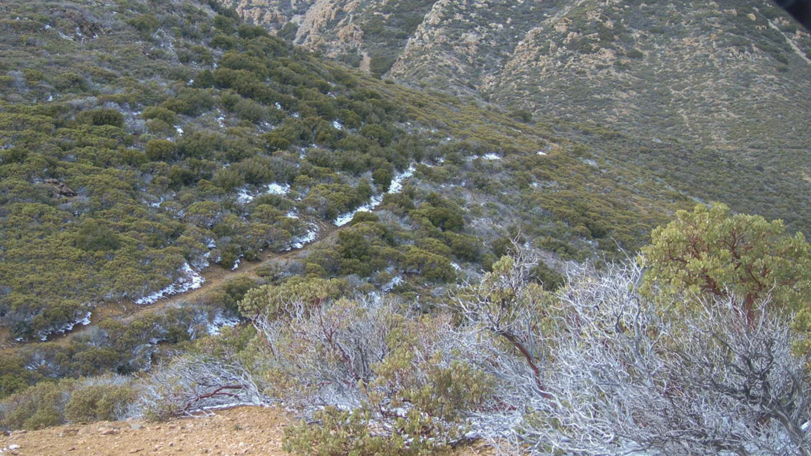 Snow along Wabayuma Peak Trail