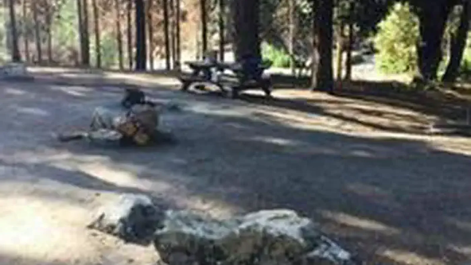 ROCK CREEK (SIERRA NATL FORES)