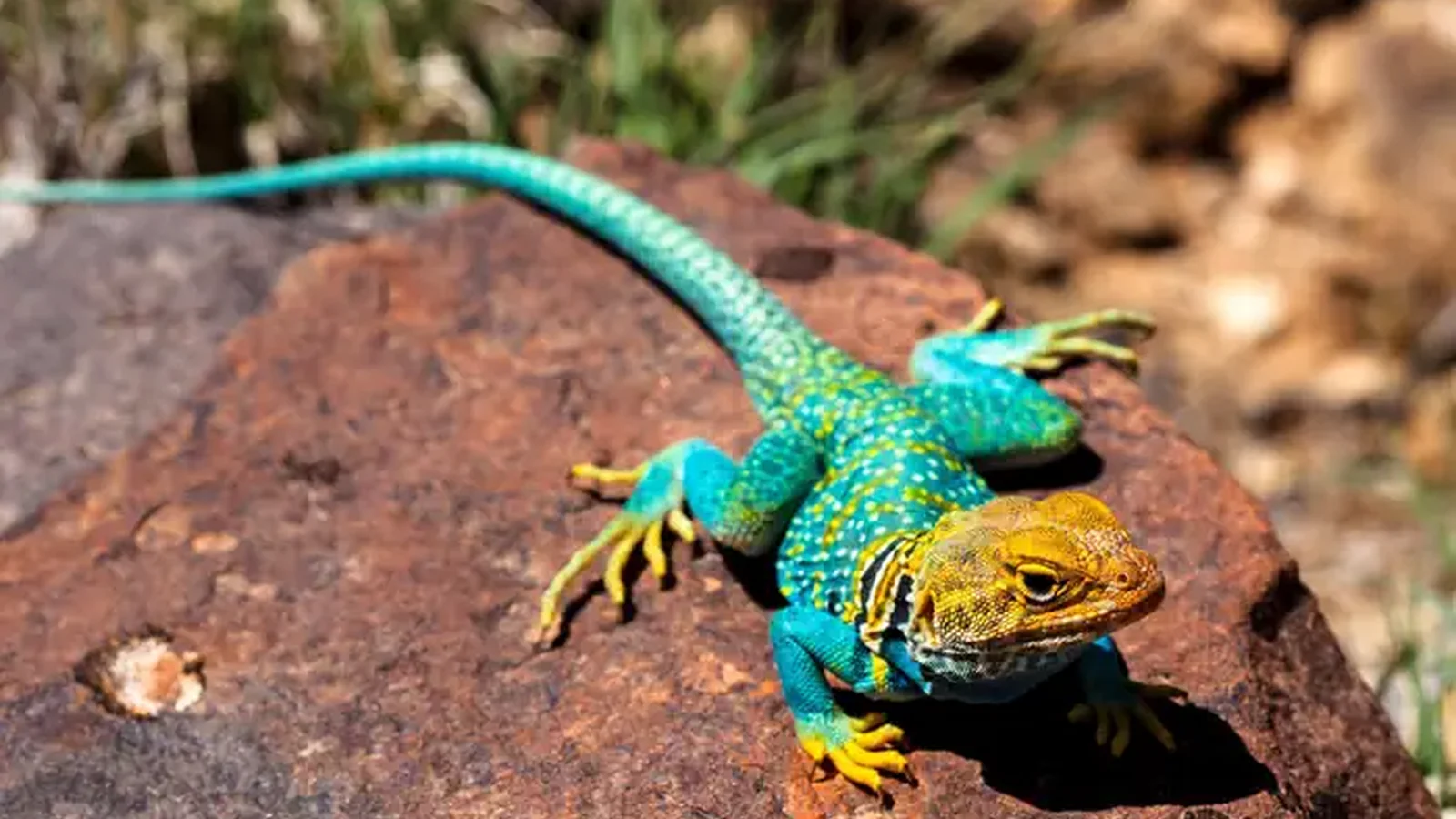 A turquoise collared lizard suns on a rock