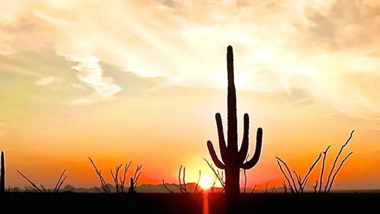 Saguaro National Park