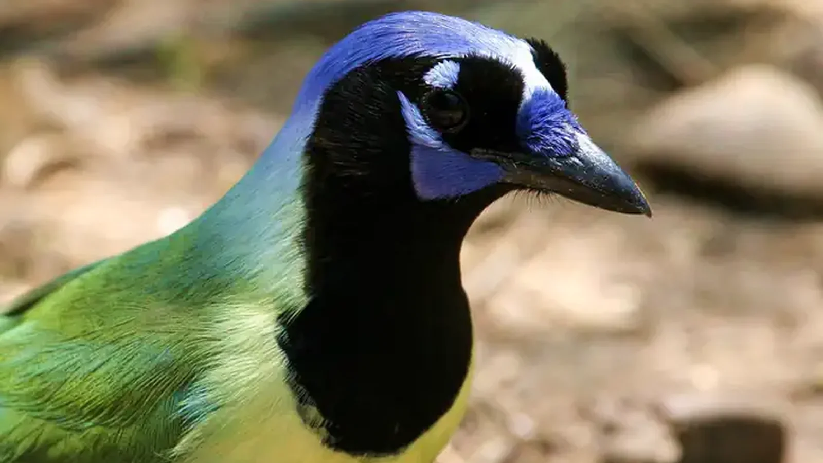 A Green Jay bird is depicted at close range with a green and yellow body and blue head with black markings