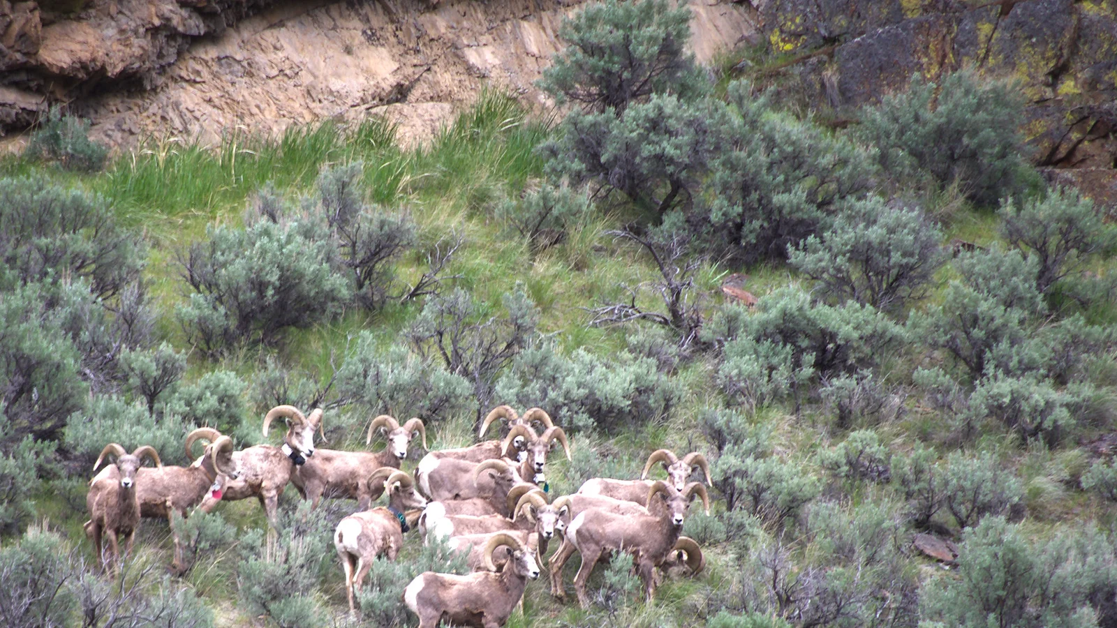 Sheep at Deep Creek