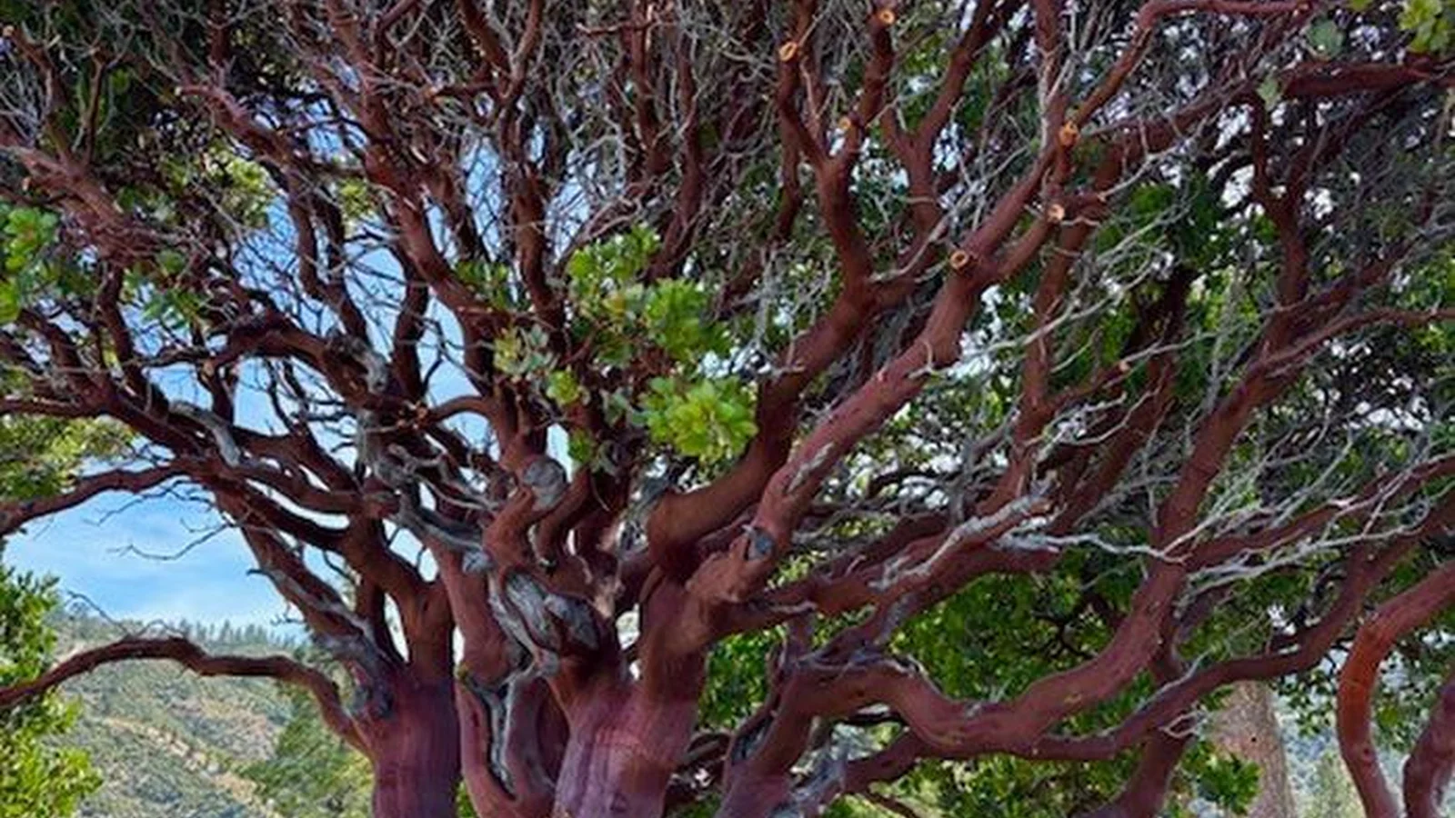 Manzanita