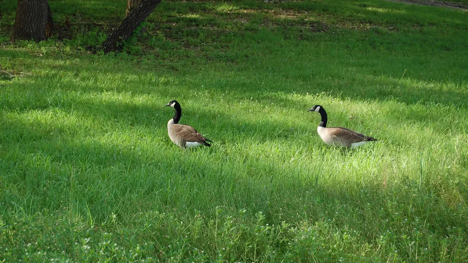 BEARD'S BLUFF PARK WILDLIFE