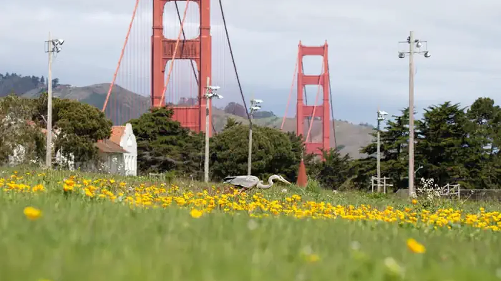 Great blue heron in front of Golden Gate Bridge