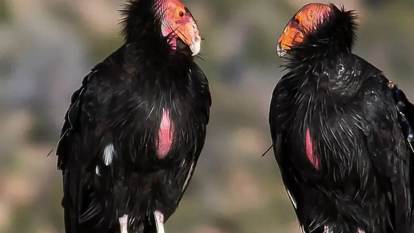 Cali Condor