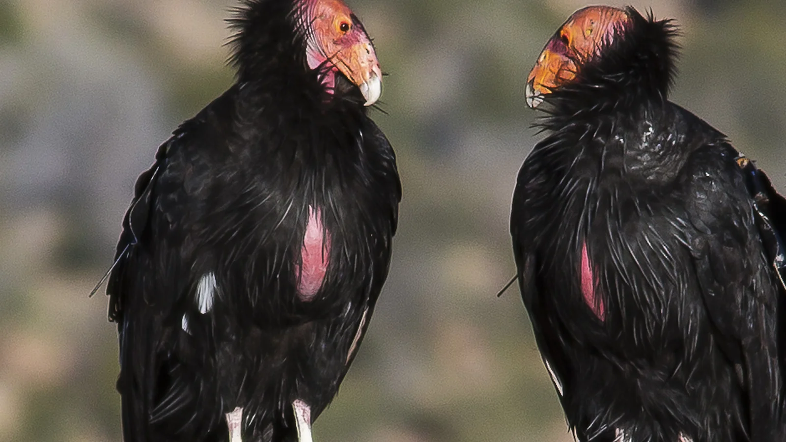 California condor
