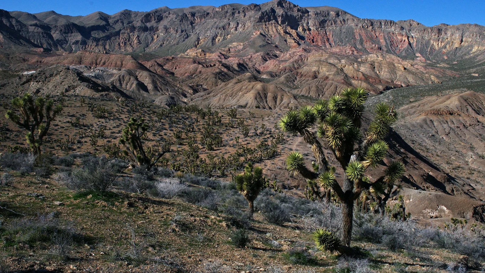 Beaver Dam Mountains Wilderness