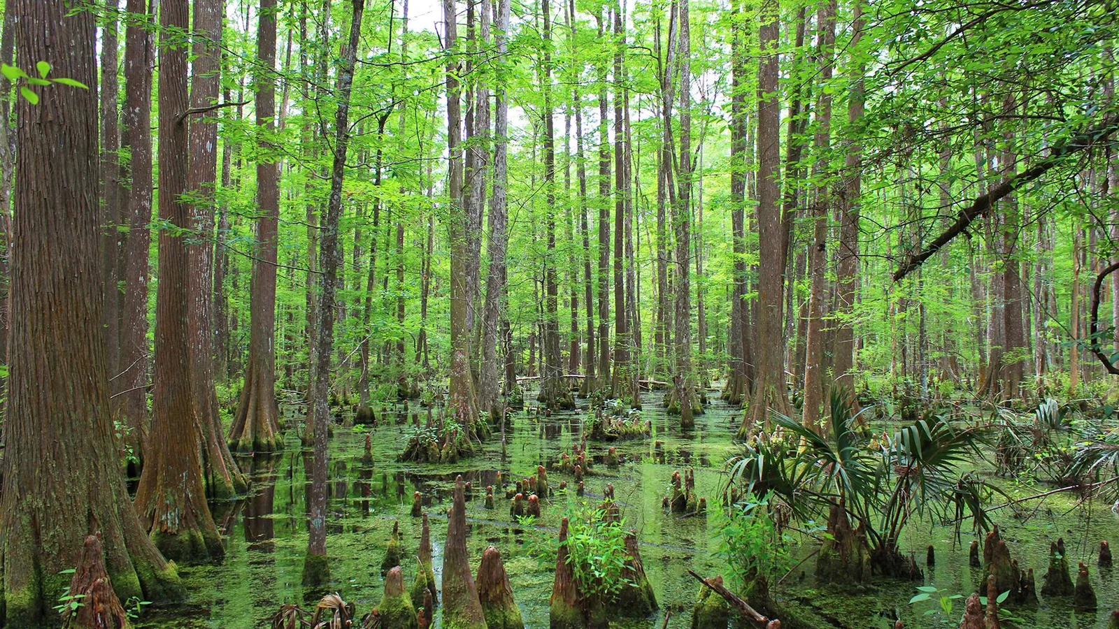 Big Thicket Swamp