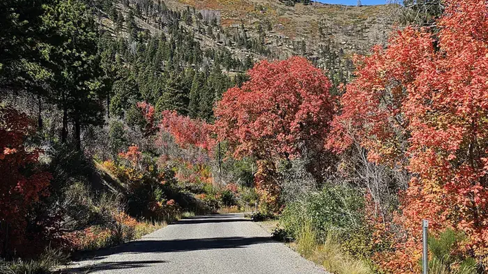 Road bordered by trees, shrubs, and grasses at different stages of changing colors of Fall.