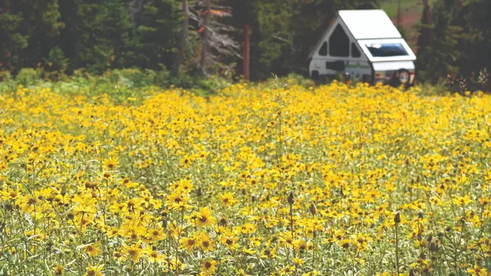 Meadow of yellow flowers and a triangle shaped camper trailer.