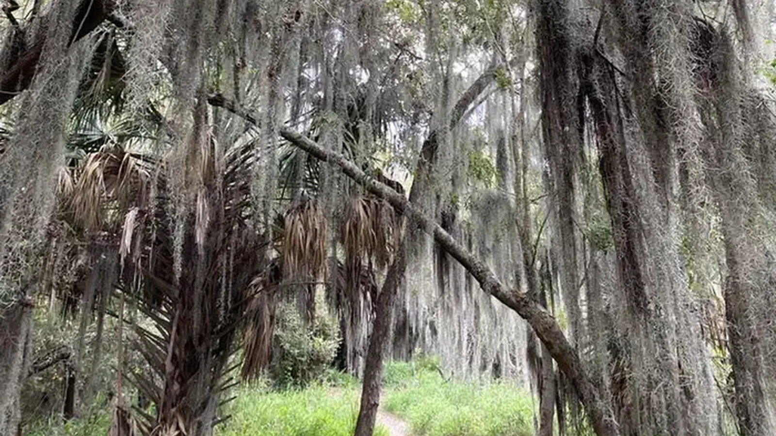 A dirt path leads through a wooded area of trees covered in Spanish moss