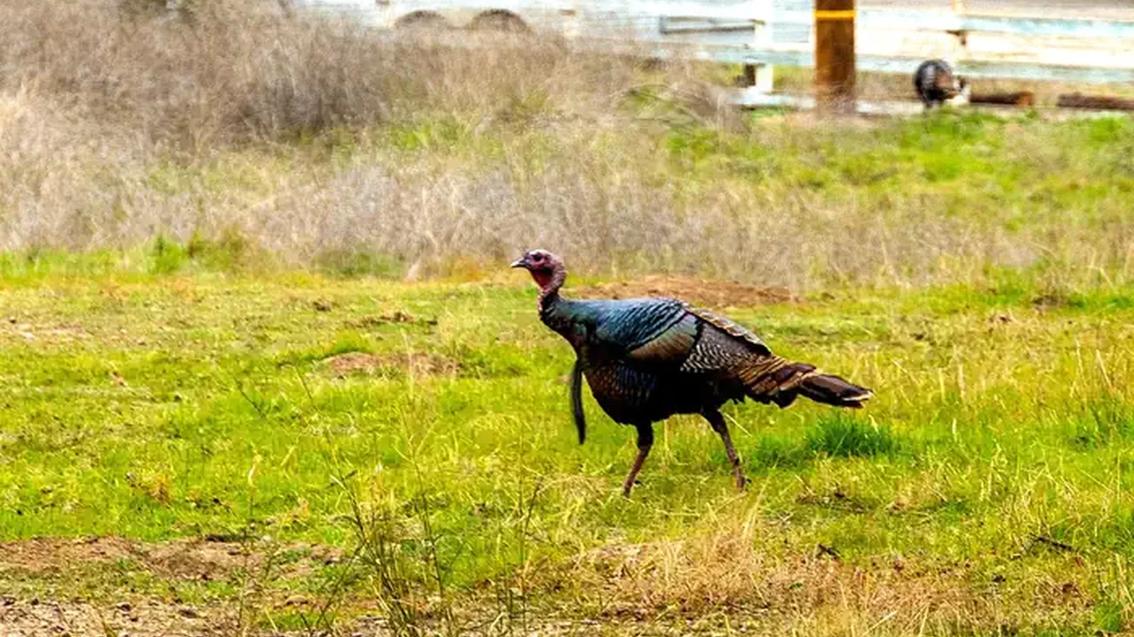 LP Turkey