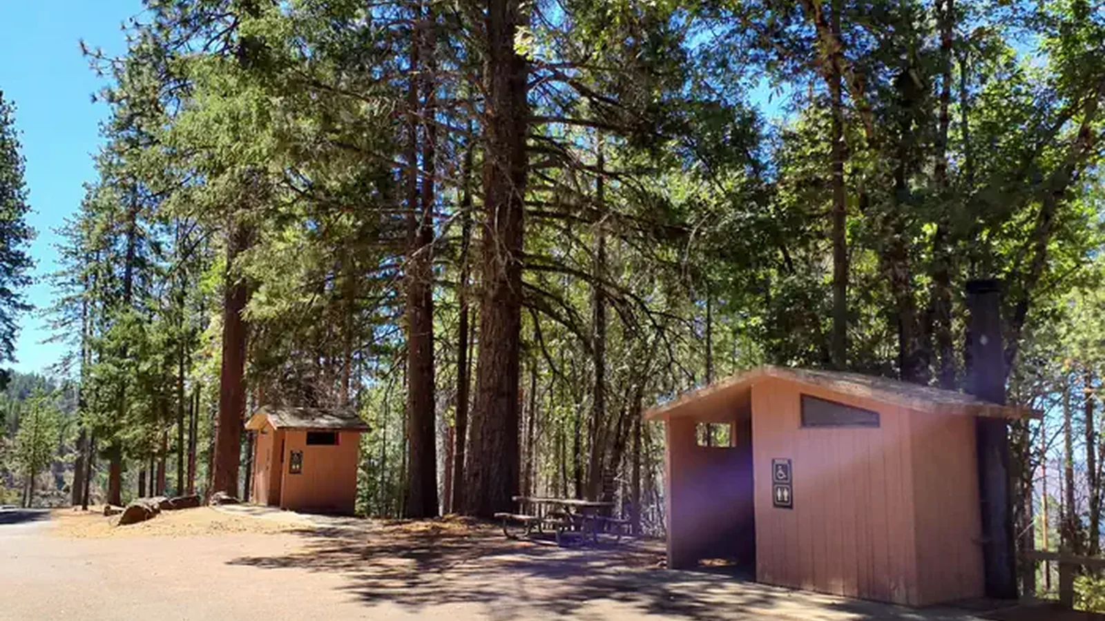 Penny Pines