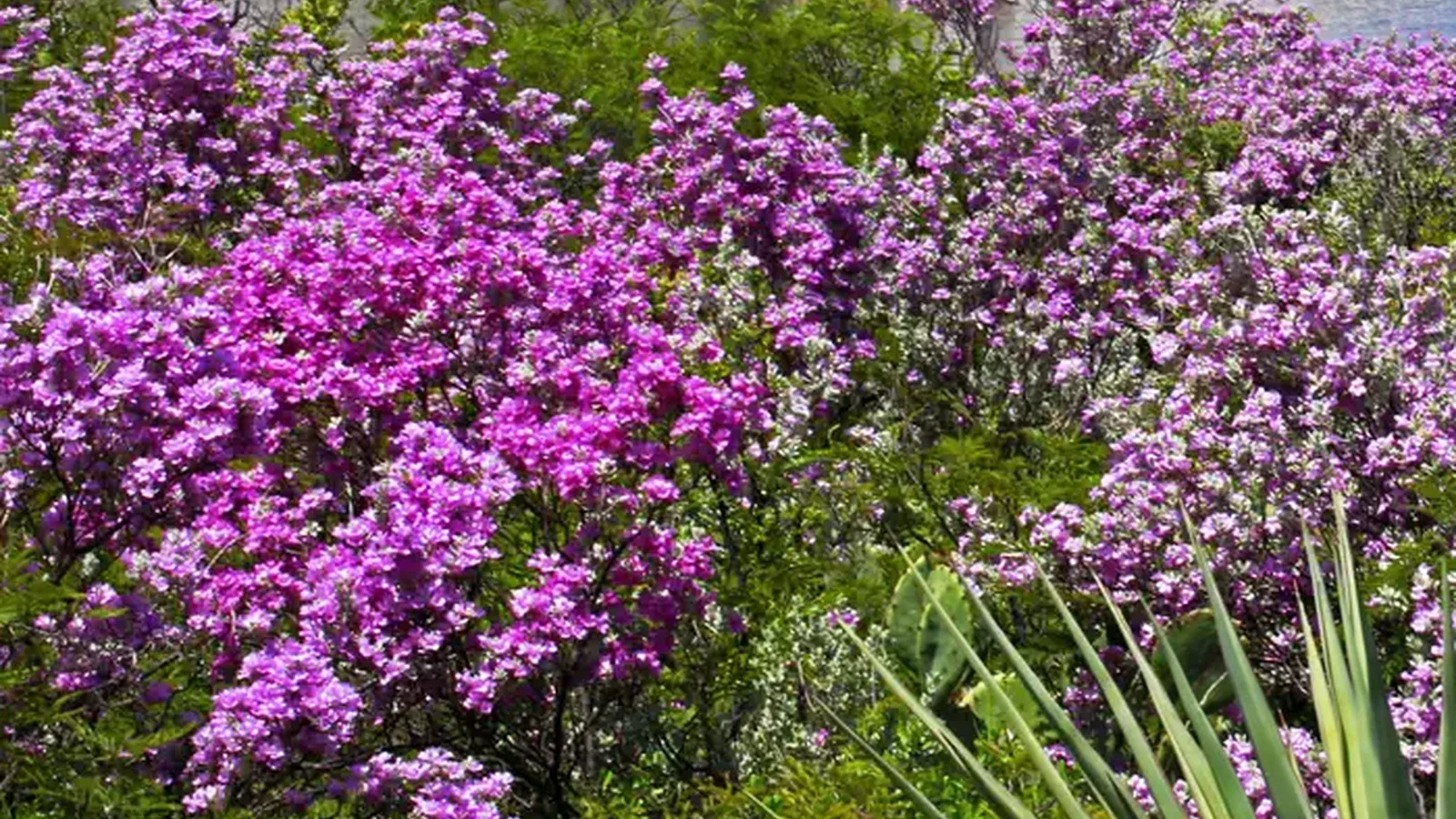 Flowering Cenizo (Purple Sage)